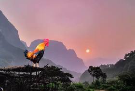 延伸│家中有鸡，自然有吉