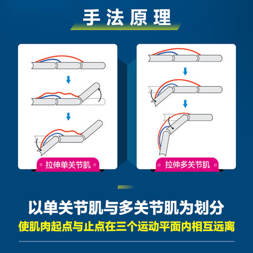 基于运动功能的选择性拉伸 运动损伤 运动康复书籍 拉伸手法 手法* 肌肉松解 软组织放松 商品图2