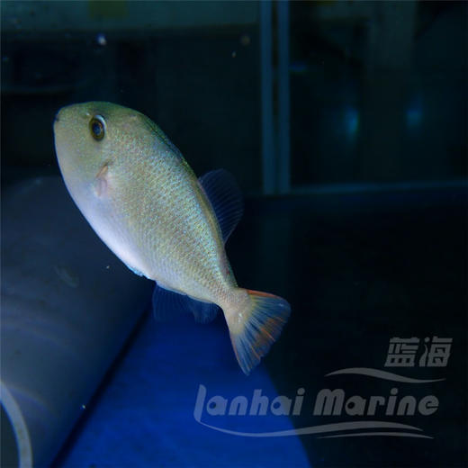 深水红线炮弹 商品图1