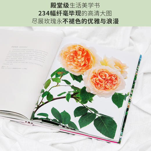 (仓发) 大卫·奥斯汀 迷人的英国玫瑰/天津人民出版社/[英]大卫·奥斯汀，紫图出品/9787201163161 商品图4