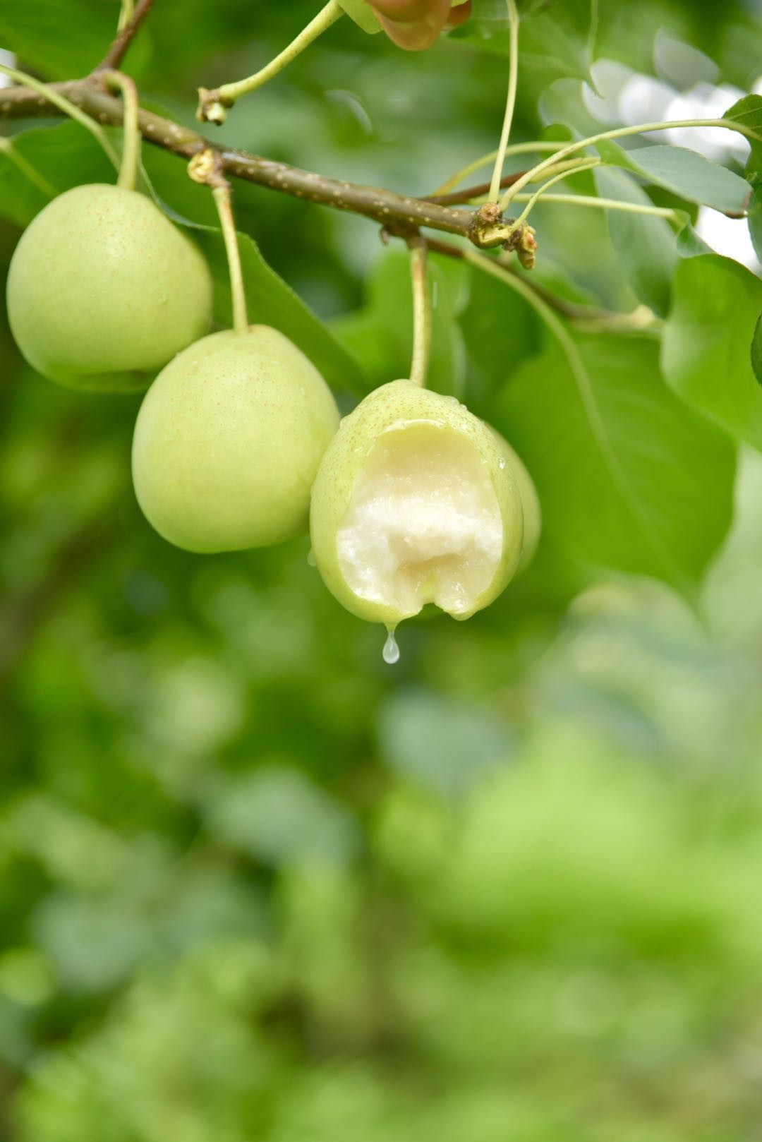 5斤净果 彩箱装 (14-22枚)