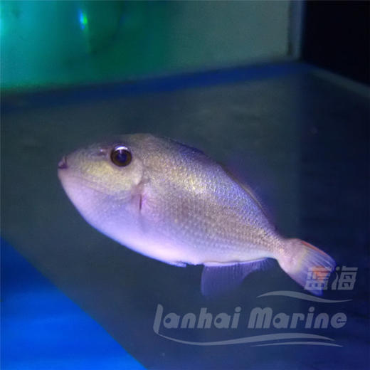 深水红线炮弹 商品图6