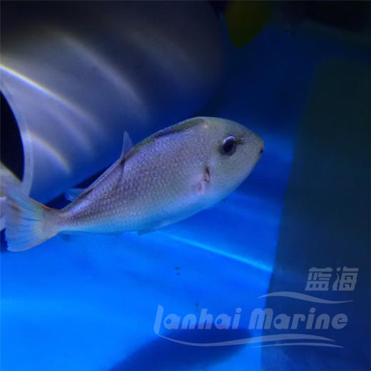 深水红线炮弹 商品图4