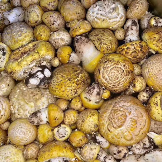 野生石渠白菌（干货） 商品图2