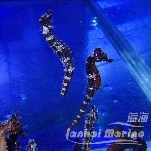 人工线纹海马 商品图13