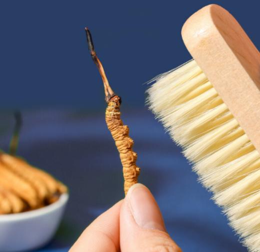 【干冬虫夏草】干度98%、虫体饱满、干嚼不苦、天然营养 商品图2