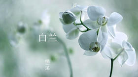 白兰——洁白如玉，芬芳如兰 | 植物小课堂020