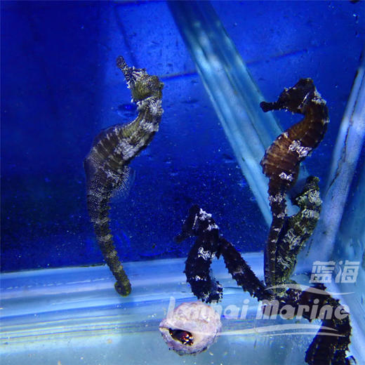人工线纹海马 商品图5