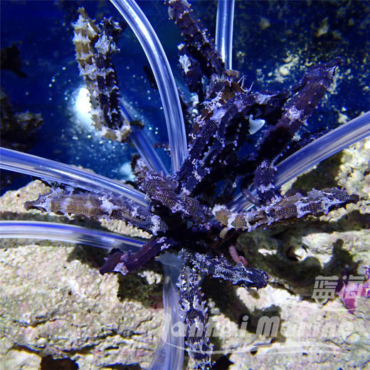 人工线纹海马 商品图14