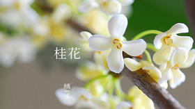 桂花——暗淡轻黄体性柔，情疏迹远只香留 | 植物小课堂021