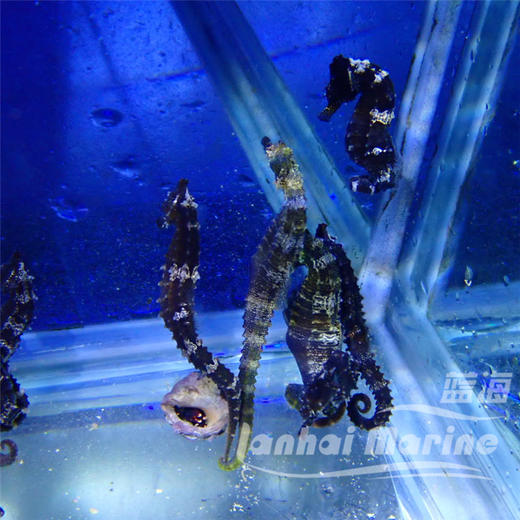 人工线纹海马 商品图8