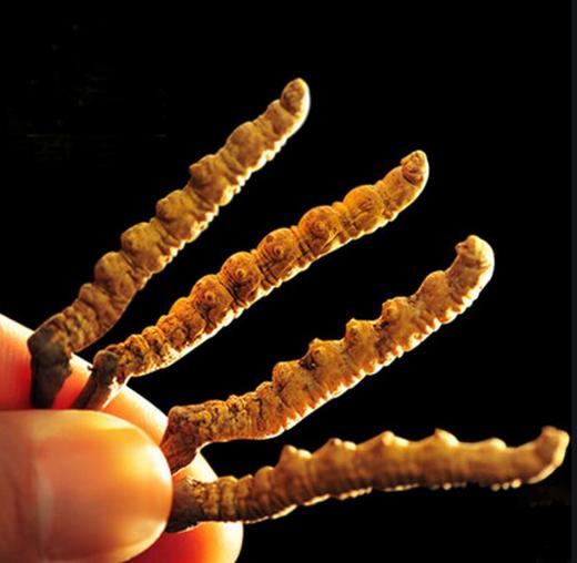 【干冬虫夏草】干度98%、虫体饱满、干嚼不苦、天然营养 商品图1