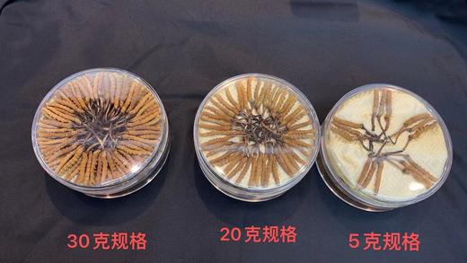 【干冬虫夏草】干度98%、虫体饱满、干嚼不苦、天然营养 商品图4
