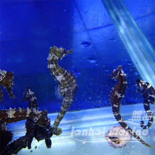 人工线纹海马 商品图1