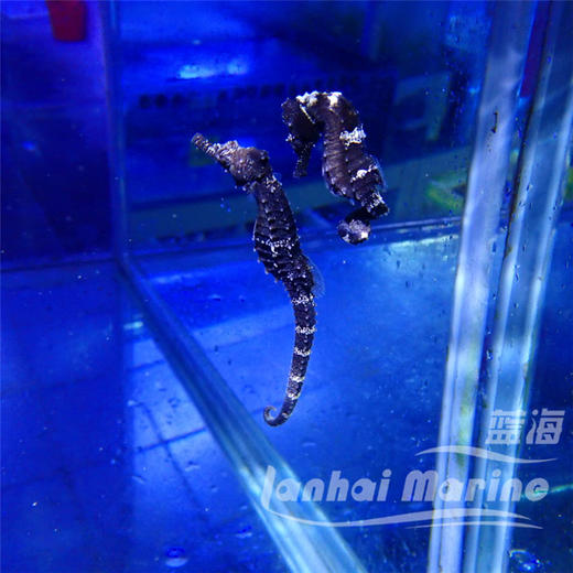 人工线纹海马 商品图7