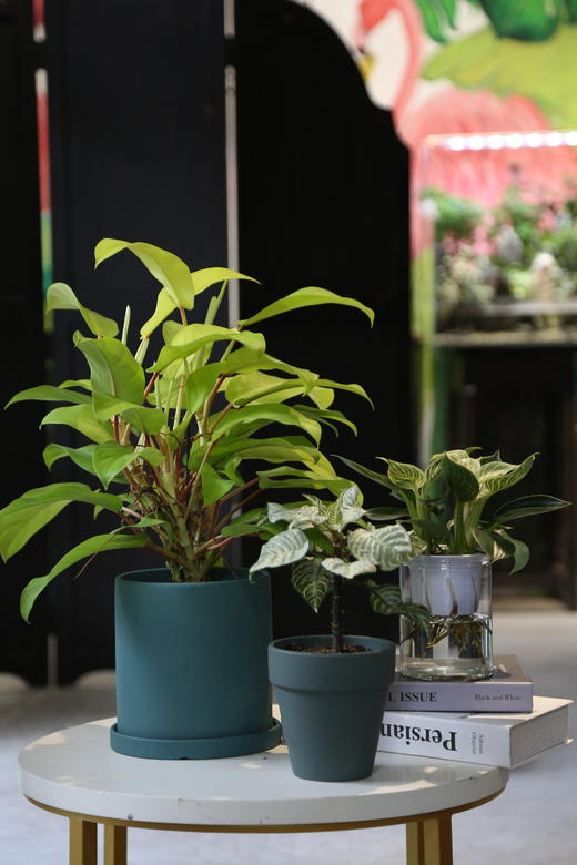 绿圆陶盆-金锄 商品图1