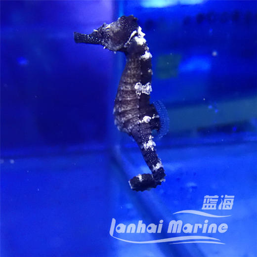 人工线纹海马 商品图2