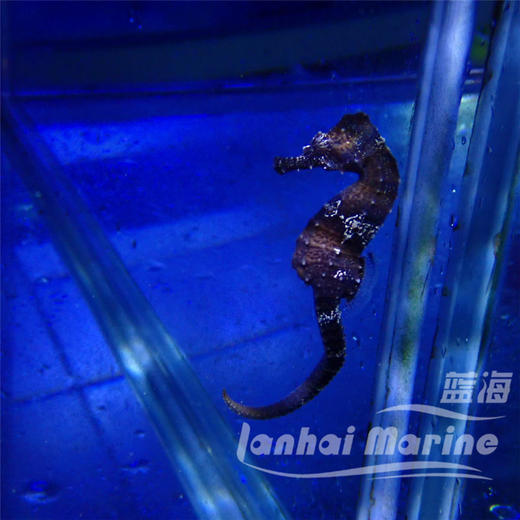 人工线纹海马 商品图3