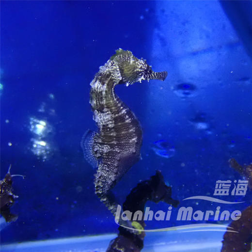 人工线纹海马 商品图10