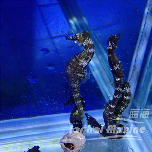 人工线纹海马 商品图4
