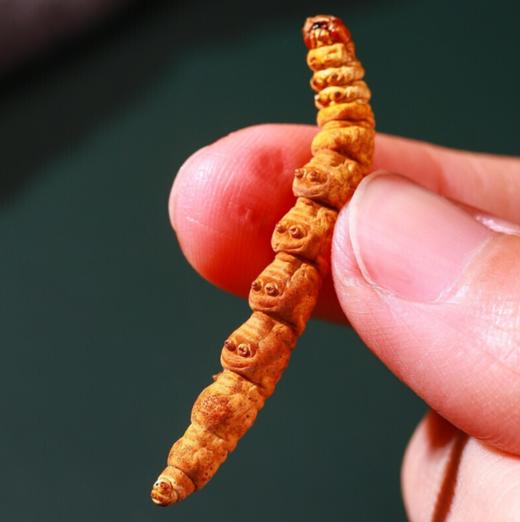 【干冬虫夏草】干度98%、虫体饱满、干嚼不苦、天然营养 商品图0