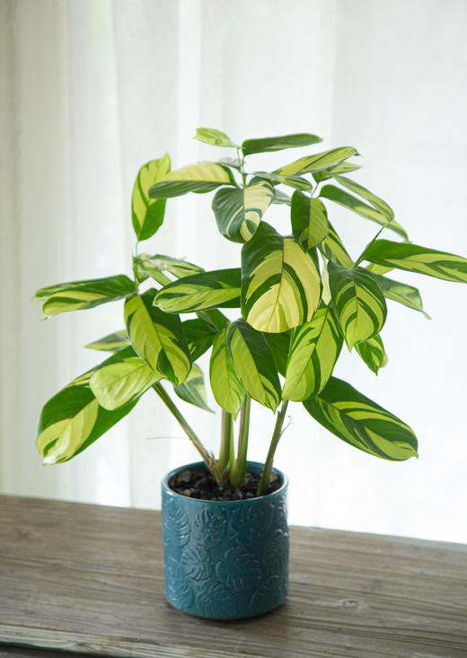 龟背陶瓷盆—金梦竹芋 商品图0