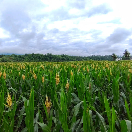 【青阳县杜村乡】风味八都黑糯玉米【预售8月23日发货】 商品图1