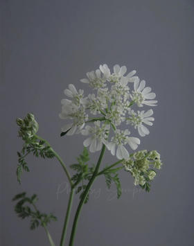 【白飞香】新品蕾丝，约8-10支/扎