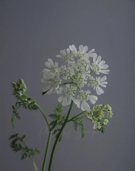 【白飞香】新品蕾丝，约8-10支/扎 商品图0