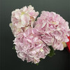 肯尼亚进口粉绣球1支 商品缩略图2