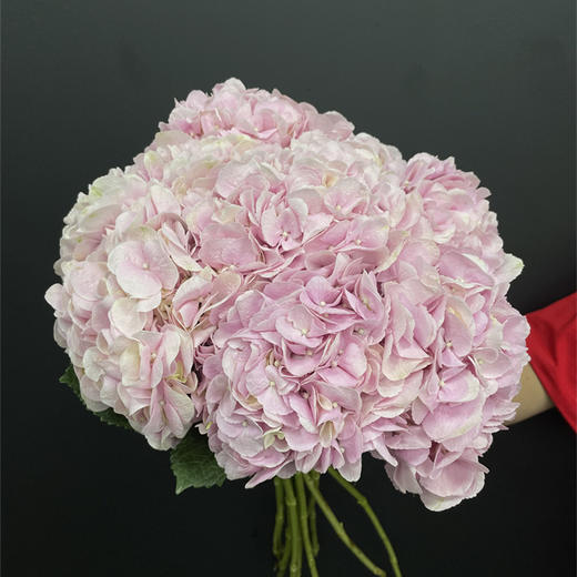 肯尼亚进口粉绣球1支 商品图1