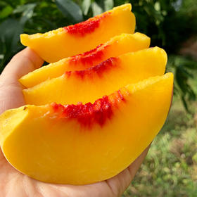 湖南高山炎陵黄桃