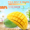 攀枝花椰香芒果（5斤/8斤） 商品缩略图1