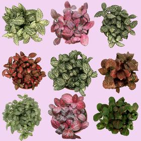 店铺上新|桌面好养又好看的盆栽来啦~