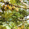 马来西亚树上熟氮液黑刺榴莲   “榴莲王中王”  树上黄金 商品缩略图5