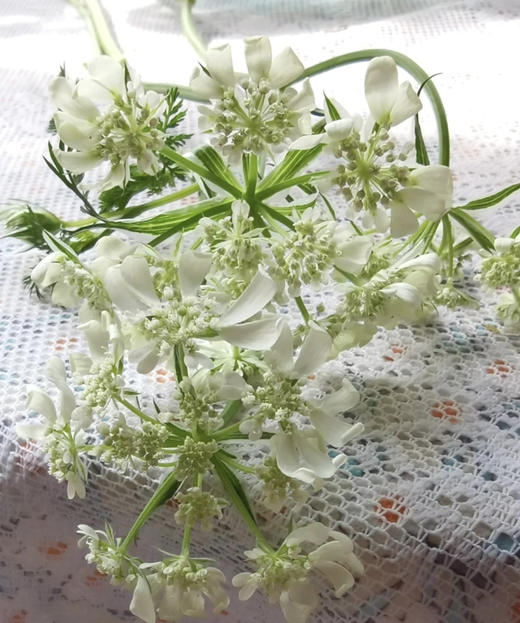 【白飞香】新品蕾丝，约8-10支/扎 商品图2