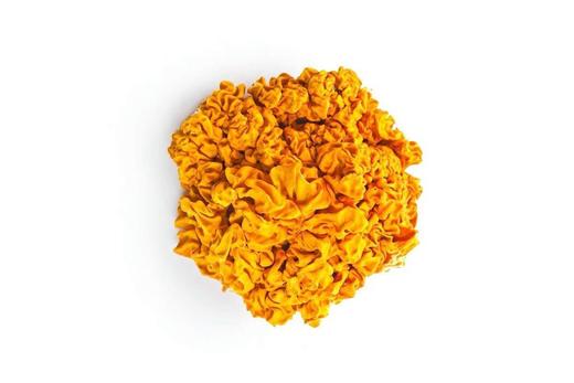 雲小君 云南臻选干制金耳菌 商品图2