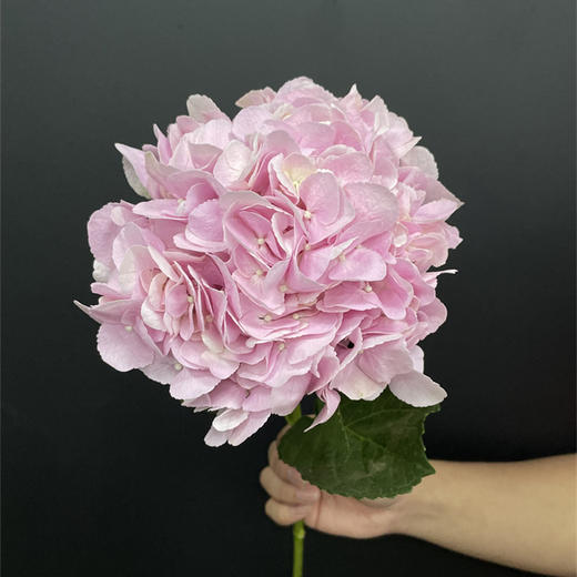 肯尼亚进口粉绣球1支 商品图3