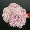 肯尼亚进口粉绣球1支 商品缩略图0