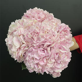 肯尼亚进口粉绣球1支