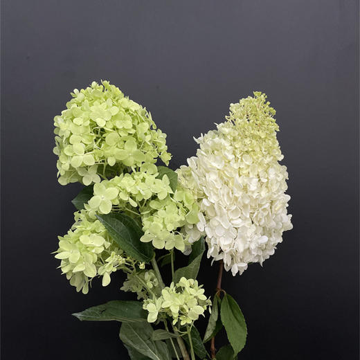 冰激凌绣球宝塔绣球1个 商品图5