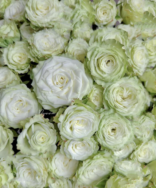 【市场多头】繁星 多头/浅绿色  9-10枝/扎 商品图2