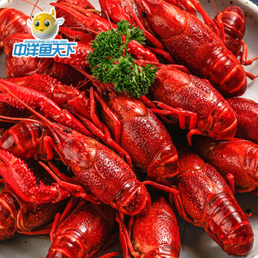 中洋鱼天下 白兰地熟醉小龙虾1.6kg（ 单只6-7钱）+特大茴香龙虾1.8kg(8-10钱)共2盒 商品图1