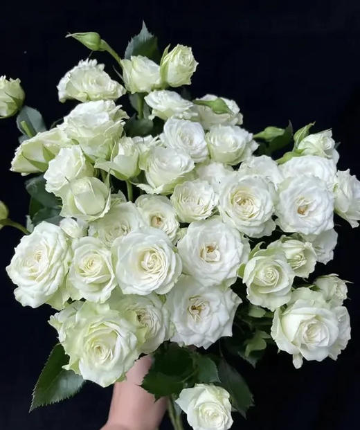 【市场多头】繁星 多头/浅绿色  9-10枝/扎 商品图5