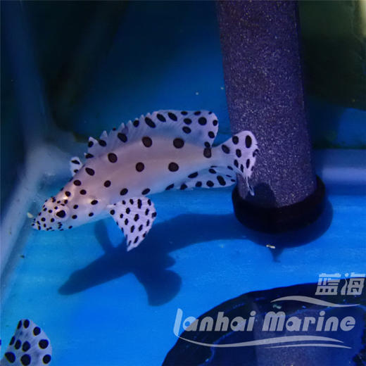 老鼠斑 商品图9