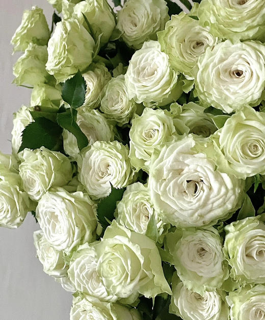 【市场多头】繁星 多头/浅绿色  9-10枝/扎 商品图3