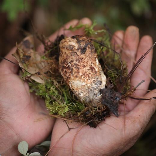 云南香格里拉·野生松茸 商品图4