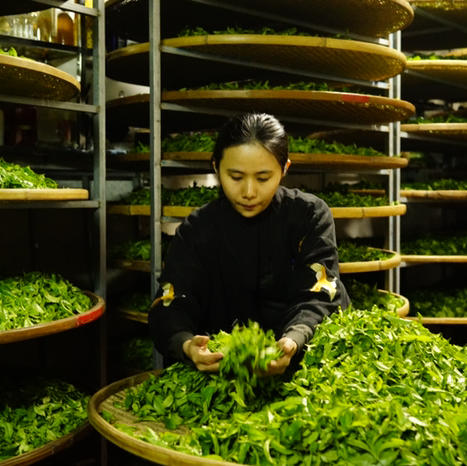 乌岽通天香 商品图4