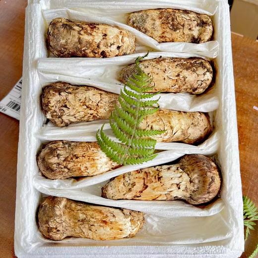 云南香格里拉·野生松茸 商品图2