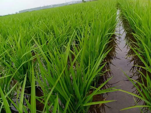 （2025新米上市，想吃真五常稻花香的，放心拍，农户直发）纯正五常稻花香2号新米，出自五常杜家镇马家屯，不抛光不打蜡不掺一粒假， 原生态种植健康米，粒粒饱满口感香甜，满屋飘香，全国包邮 商品图9